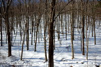 Bosque bajo nieve